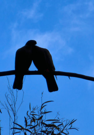 Silhouette of two pigeons perched on a tree branch against a blue sky in the background. Symbol of peace and love.の写真素材