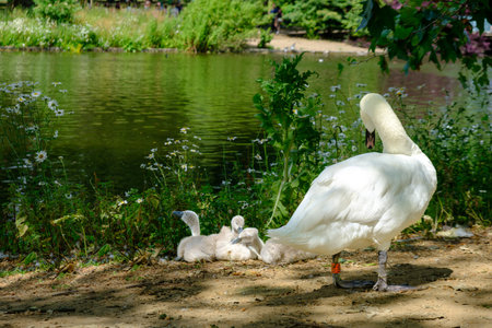Mute swan, cygnus olor and its babies by the pond in St James park in London, United Kingdomの写真素材