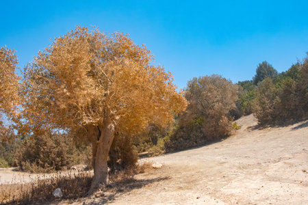 Olive tree in Akamas reserve near Pegeia in Cyprus, overlooking the Mediterranean Seaの写真素材