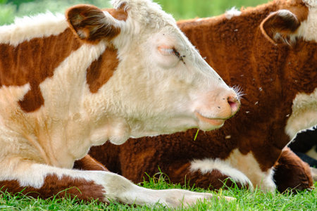 Grazing cows pestered by flies resting by the River Cam in central Cambridge, England, â¨UKの写真素材