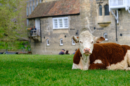 A grazing cow resting by the River Cam in central Cambridge, England, â¨UKの写真素材