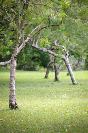 The treesの写真素材