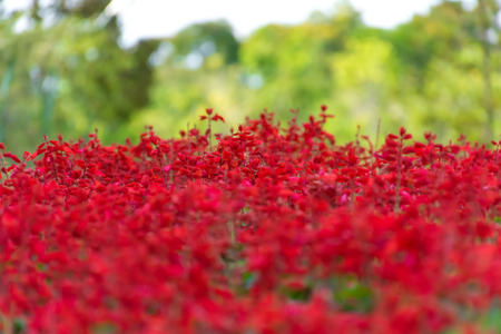 Red flowers field in the garden backgroundの写真素材
