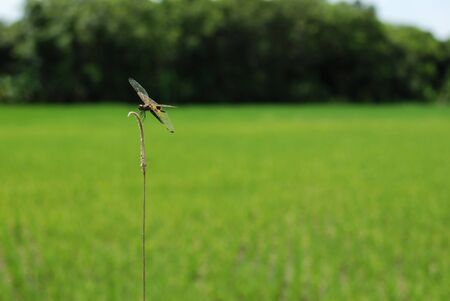 Dragonfly in Paddy Field, Thailandの写真素材