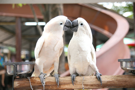 Two parrots kiss