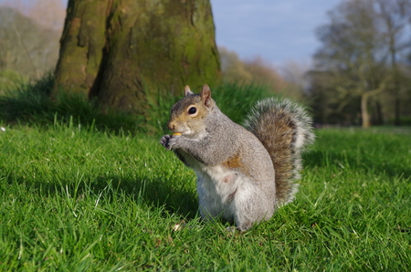 squirrel closeup の写真素材