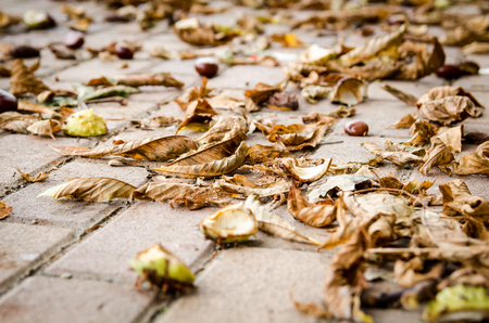 Detail of an autumn street with horsechestnutの写真素材