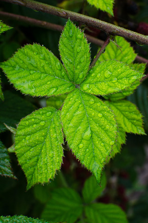 Dewy leaf blackberry