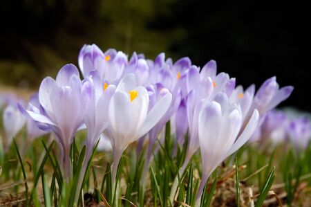 Crocus - a flower of spring