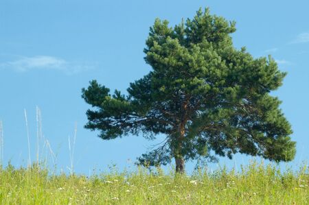 Lonely tree on the fieldの写真素材