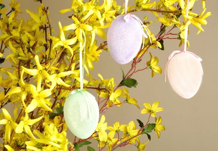Easter eggs hanging on forsythia