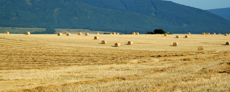 Panoramatic view on many hay bales on a golden fieldの写真素材