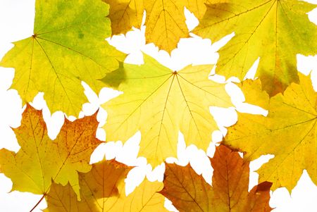 Autumn maple leaves isolated on white background
