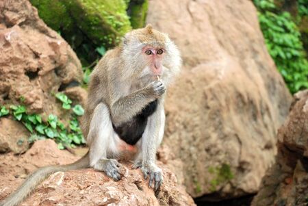 A monkey in a jungle in Thailandの写真素材