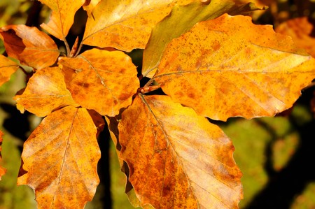 A bunch of fall leaves の写真素材