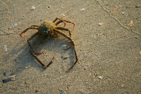 crab