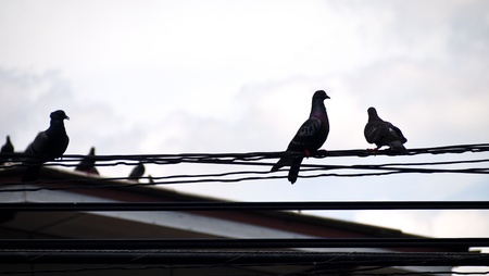 Birds on wiresの写真素材