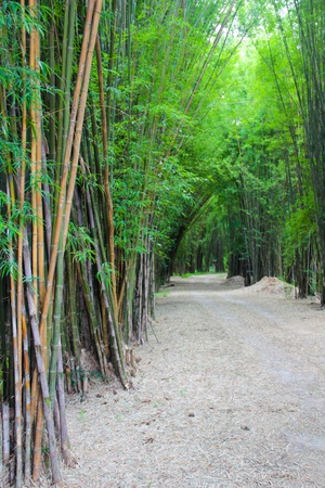 Greeny bamboo forest hallの写真素材
