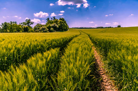 A Multitude of Lanes in the Agricultural Field