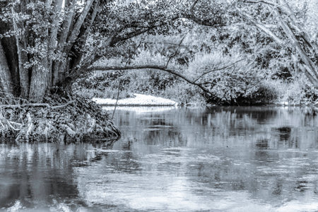 <p>Clusters of trees and roots in the stream</p>の写真素材