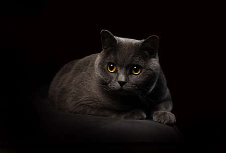 Beautiful gray cat on a dark background. Selective focus.の写真素材
