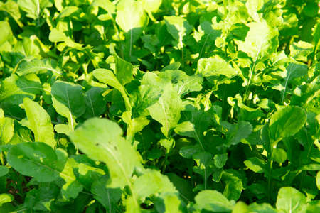 Rucola in the garden. fresh greens. selective focus.