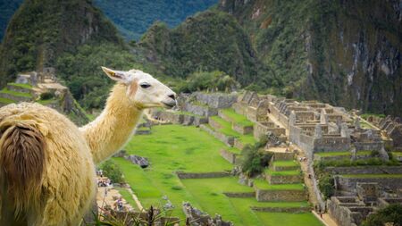 Llama in the city of Machu Picchuの写真素材