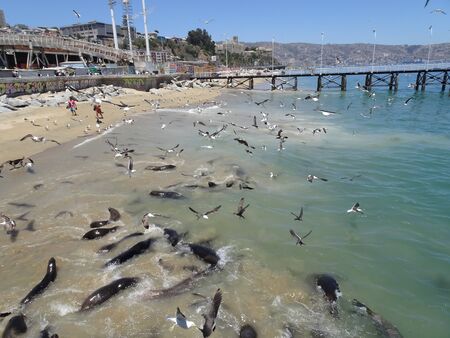 seagulls at Caleta Portales in Valparaiso Chileの写真素材