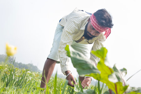 Indian Young Farmer working in their agriculture fieldの写真素材