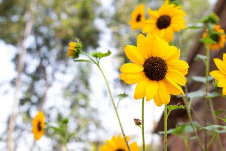 Close up of bright yellow sunflower in the fieldの写真素材