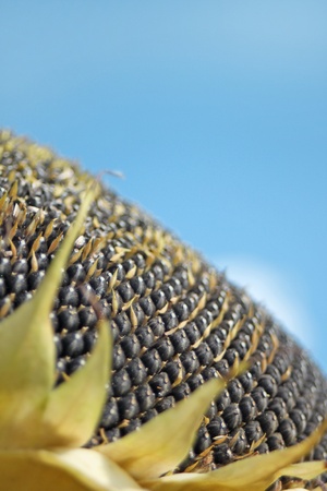 Sunflower の写真素材