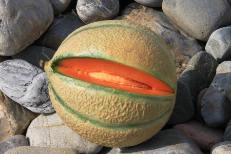 melonの写真素材