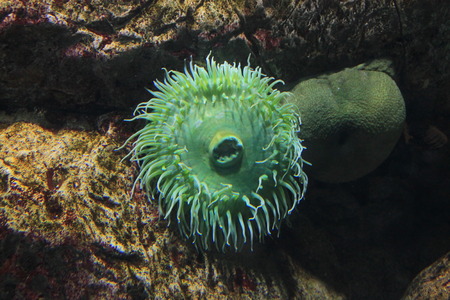 Colony anemone on the ocean floorの写真素材