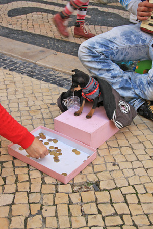 Young beggar musician with small cute dog play accordion and ask for money on street of Lisbon, Portugal on November, 2013  のeditorial素材