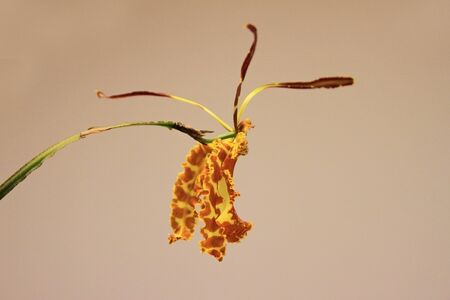 Orchidの写真素材