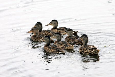 A mother duck with her ducklingsの写真素材