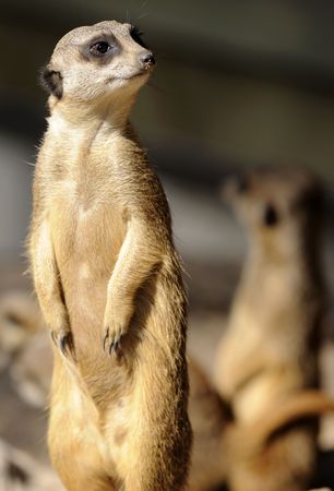 Slender-tailed suricate on guard for his 