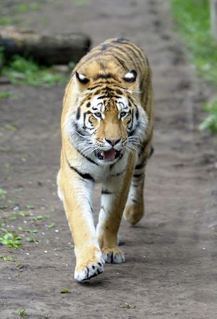 Tiger walk. の写真素材