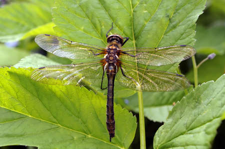 Dragonfly resting on a blade of grassの写真素材