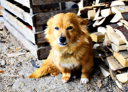 A photo of an old brown dog resting on the ground.の写真素材