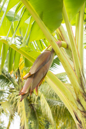 bananas blossom の写真素材