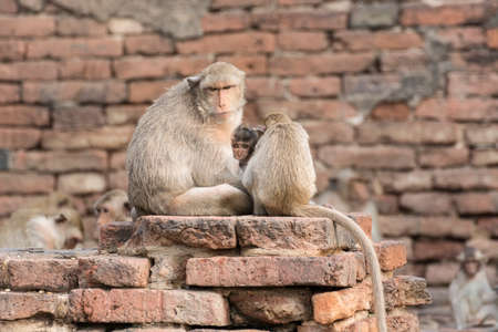 The monkey family live in the old cityの写真素材