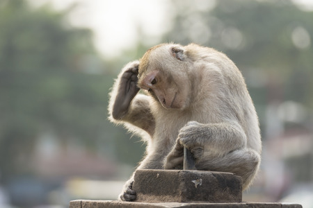 The monkey live in the cityの写真素材