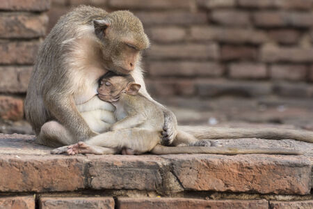 The monkey breast feeding her baby.の写真素材