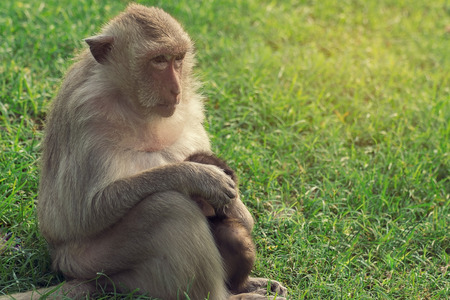 monkey and young monkey on green grass,vintage filterの写真素材