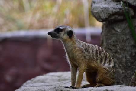 Meerkat saw somethingの写真素材