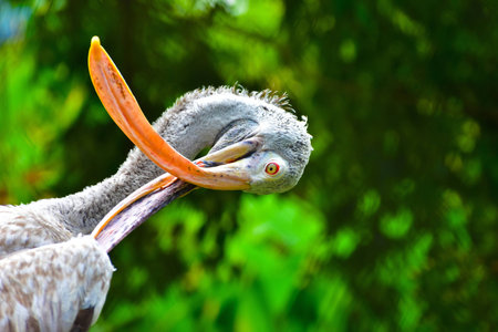 Flamingo disabledの写真素材