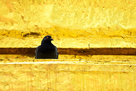 pigeon on gold backgroundの写真素材