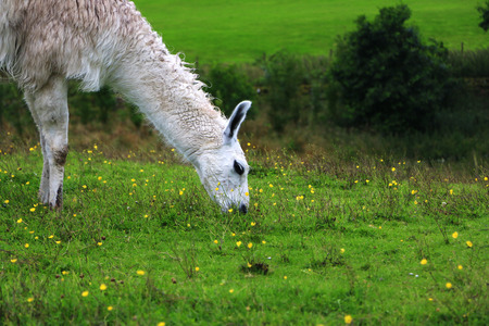 Llamaの写真素材