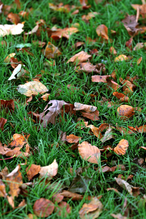 Leaves on the Lawnの写真素材